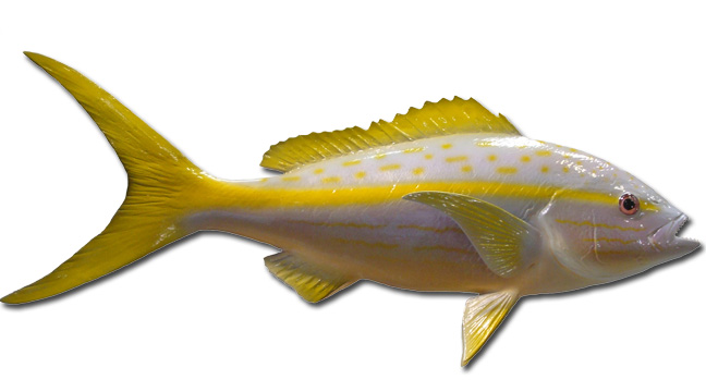 African Pompano Fish Mount